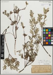 Foto von Salix repens subsp. argentea (Sm.) G. Camus & A. Camus